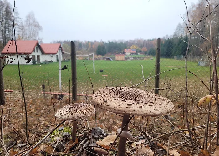 Kemping I Domki Nad Stawem